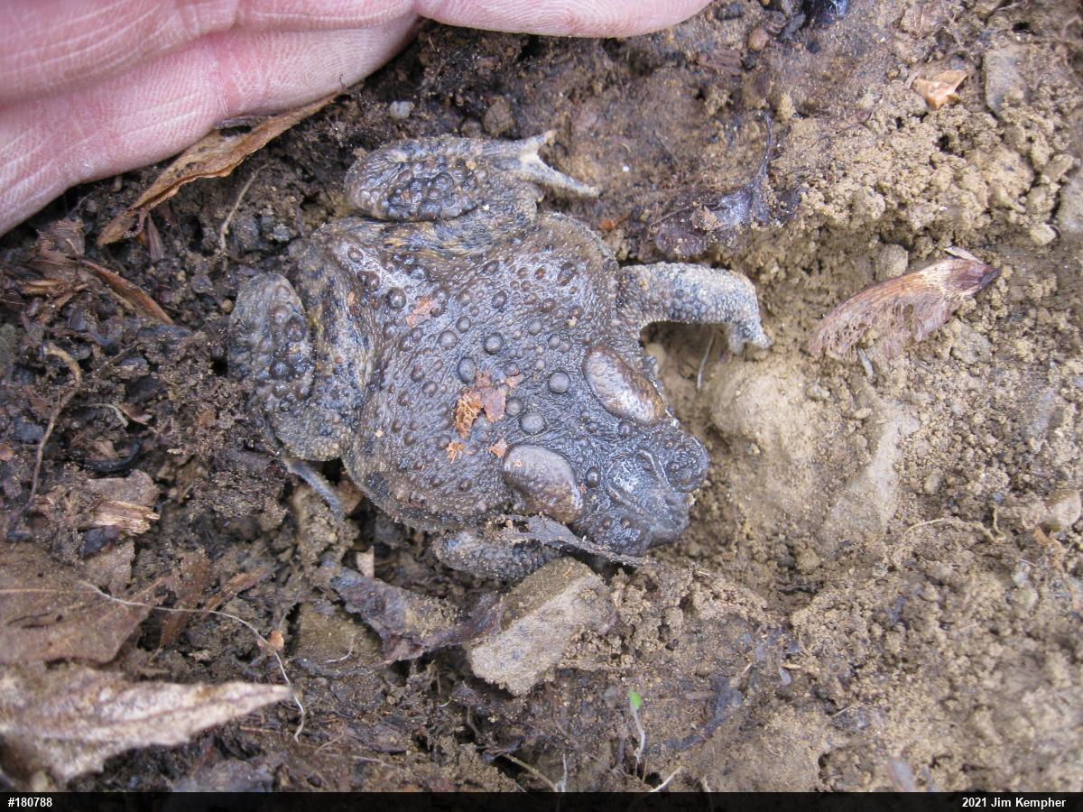 Eastern American Toad