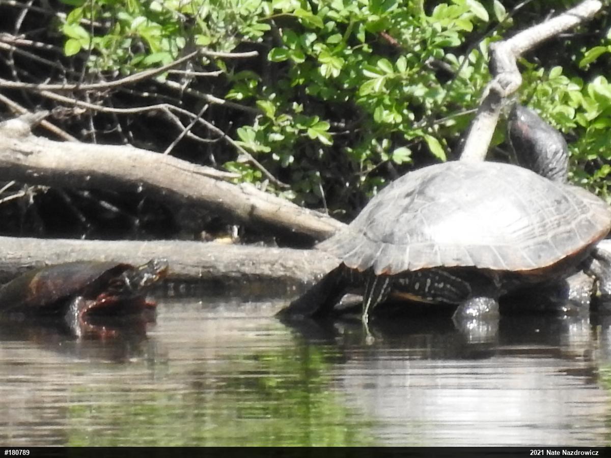 Red-eared Slider