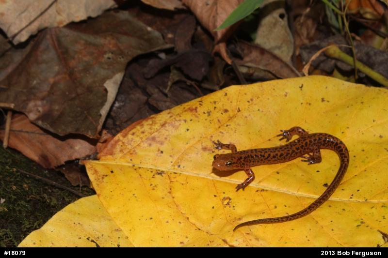 Eastern Long-tailed Salamander