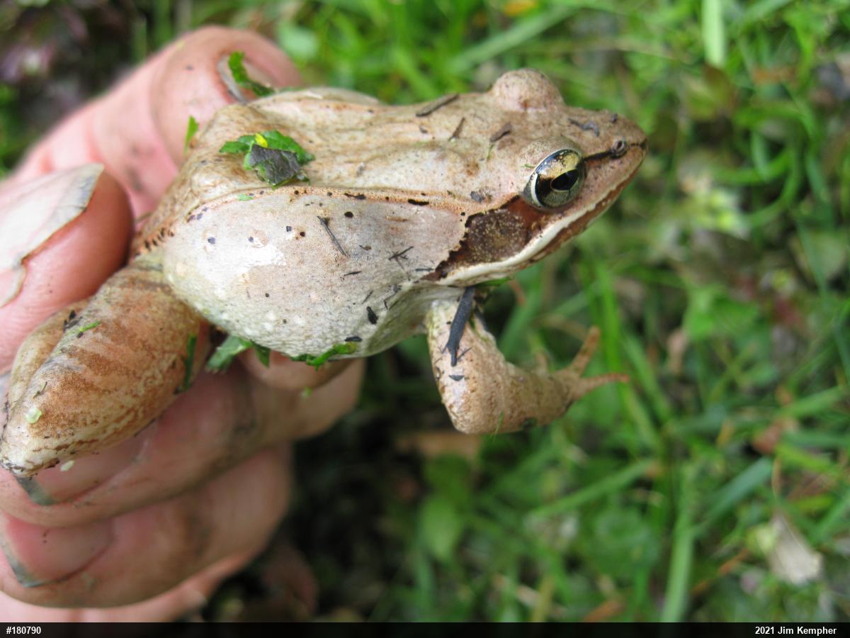 Wood Frog