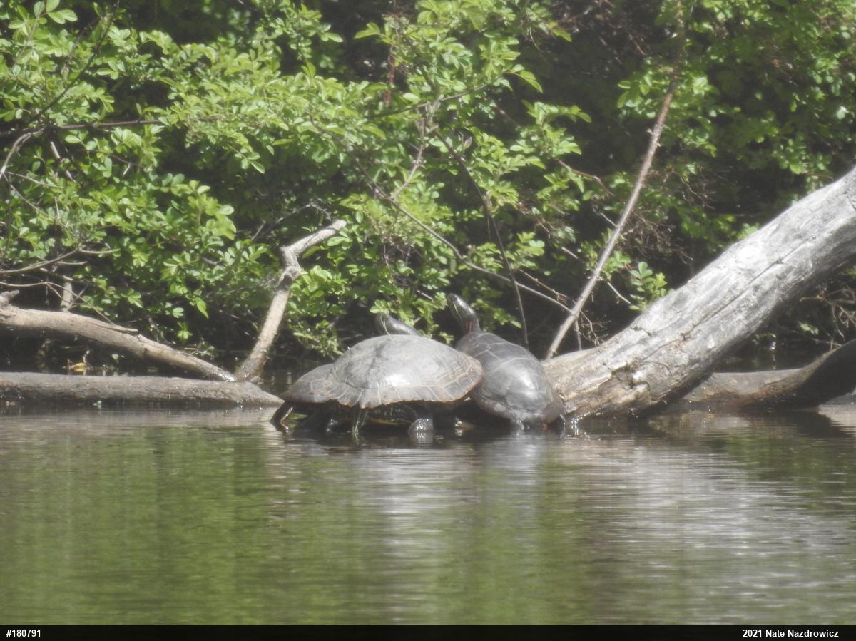 Painted Turtle