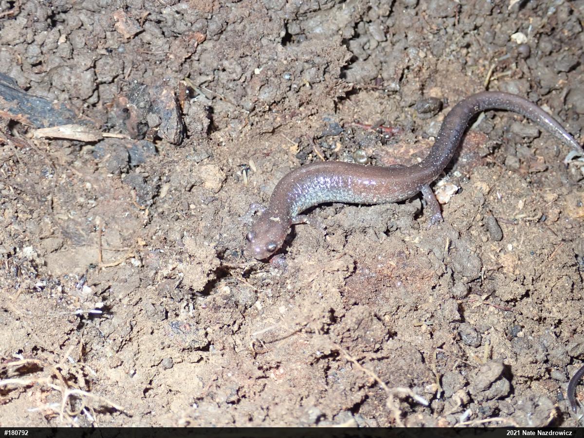 Eastern Red-backed  Salamander