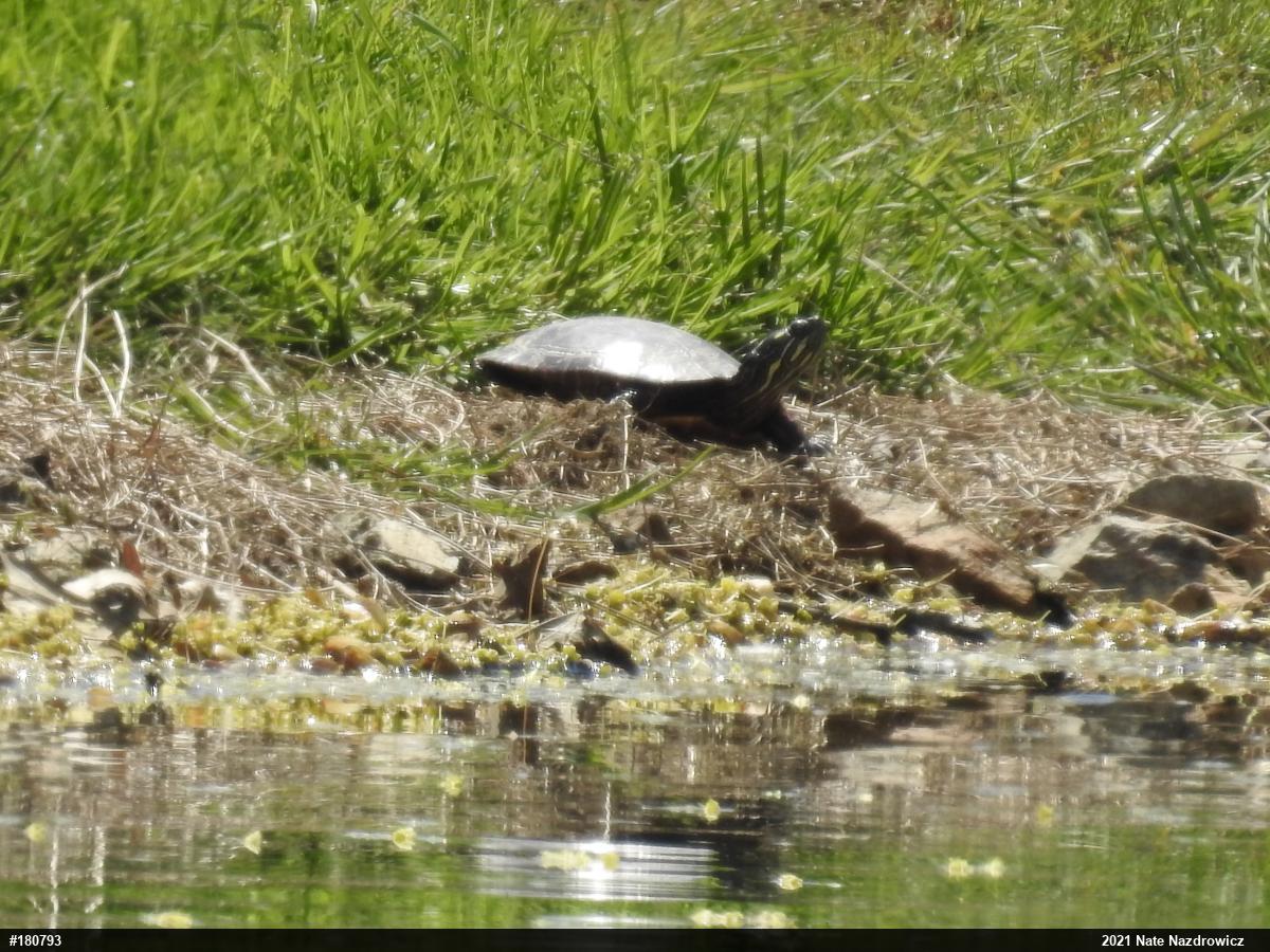 Painted Turtle