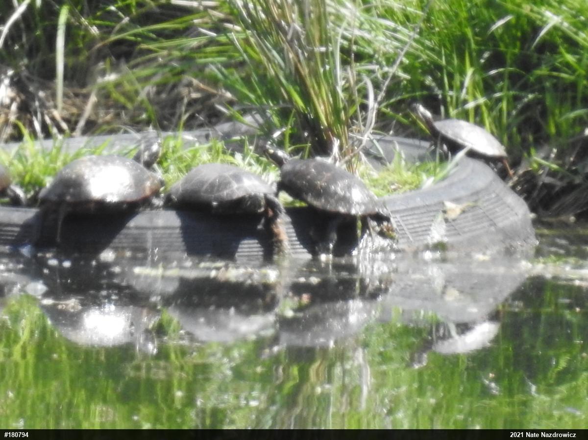 Painted Turtle