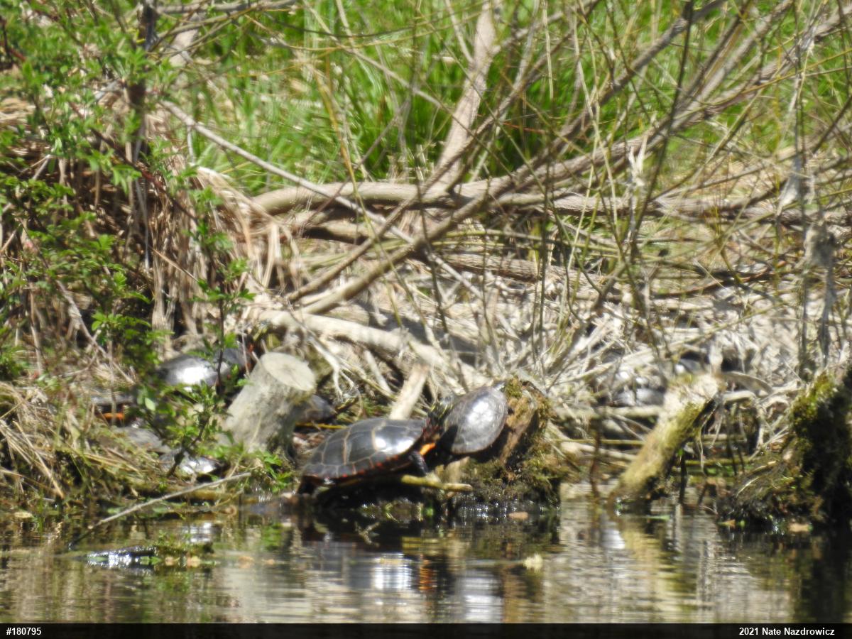 Painted Turtle