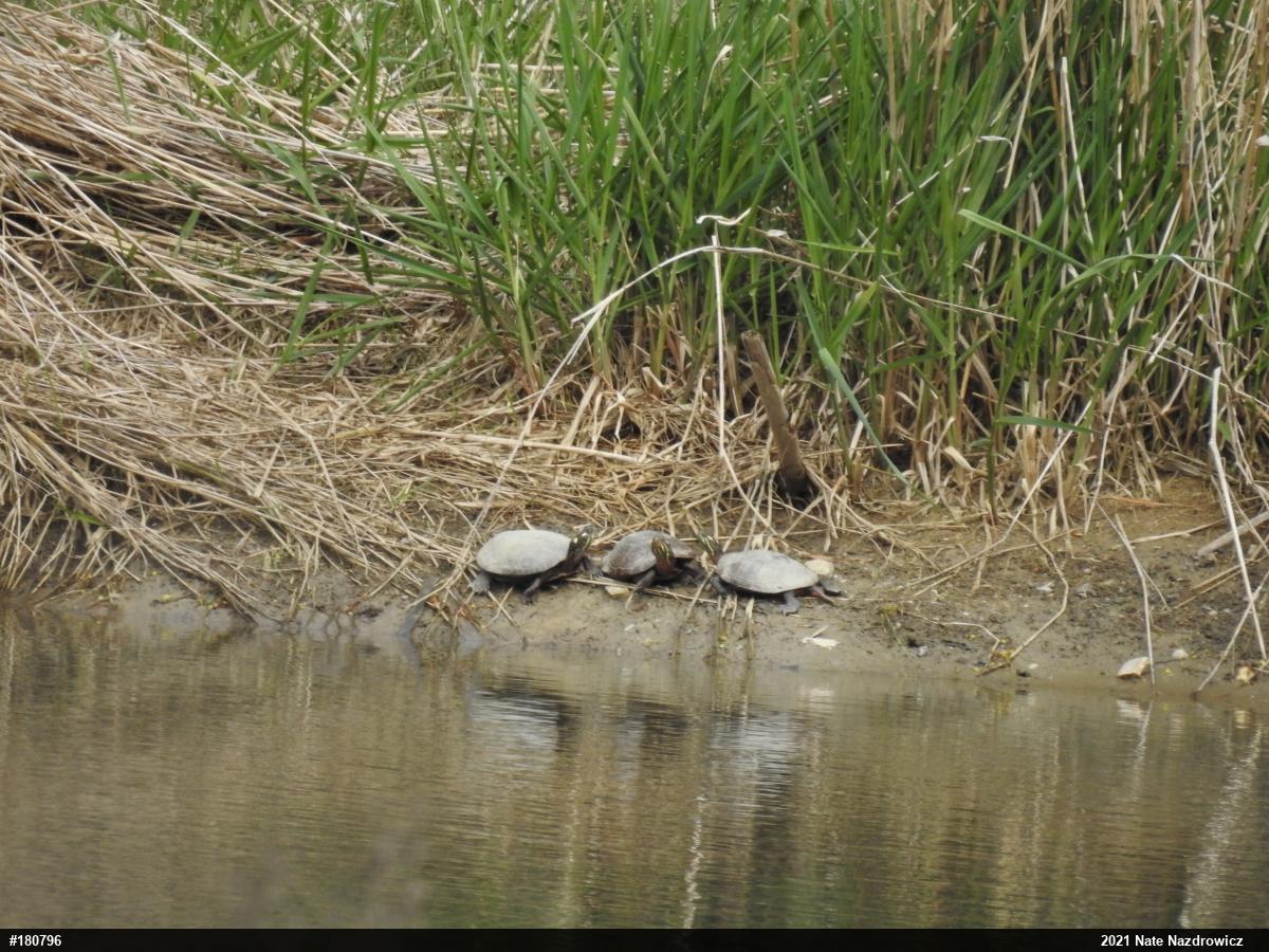 Painted Turtle