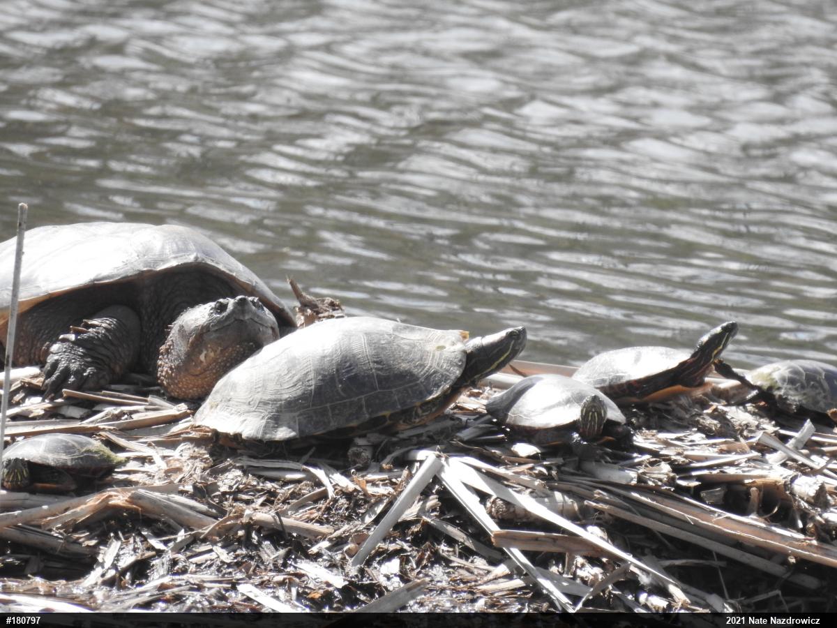 Painted Turtle