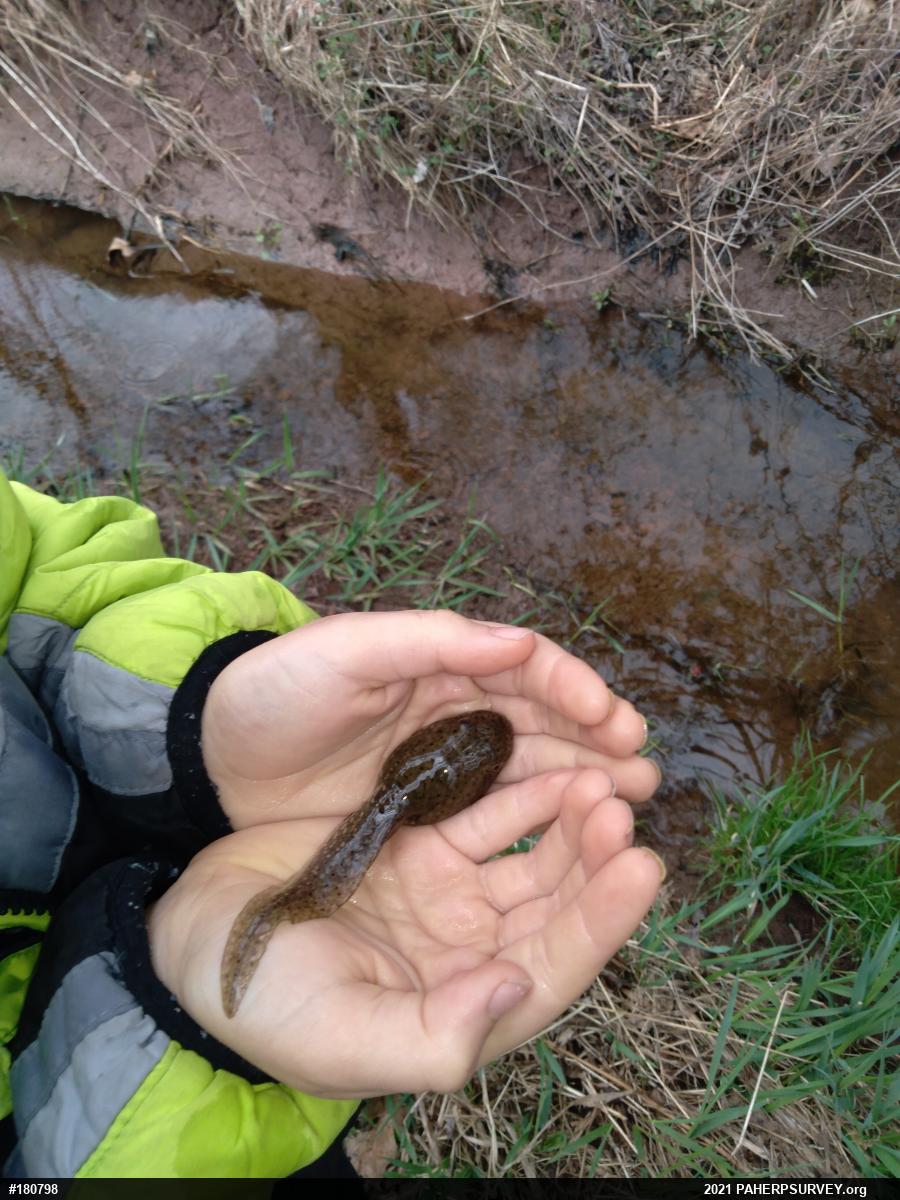 American Bullfrog