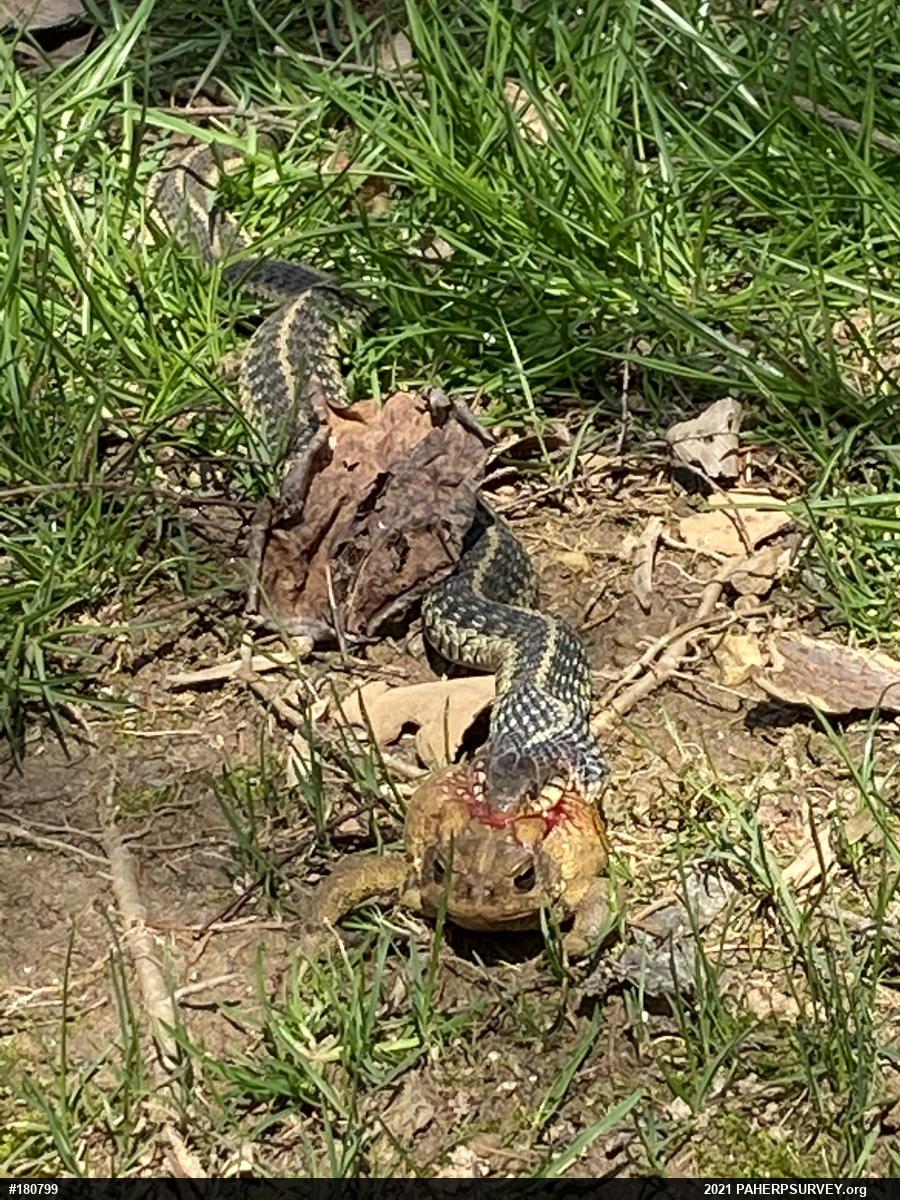 Eastern Gartersnake