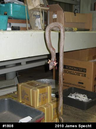 Eastern Hog-nosed Snake