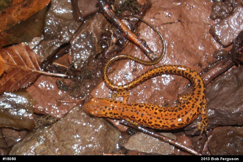 Eastern Long-tailed Salamander