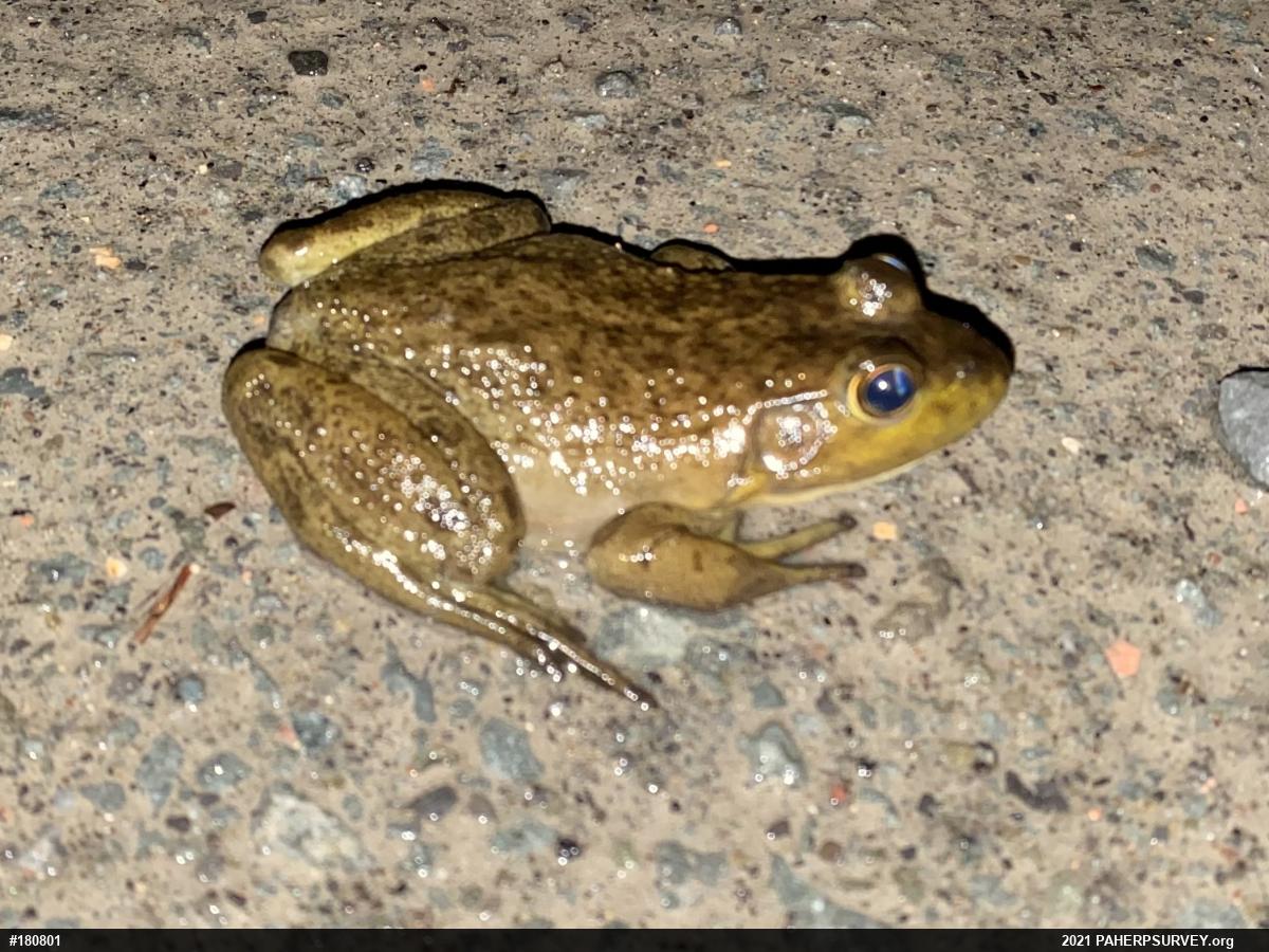 American Bullfrog