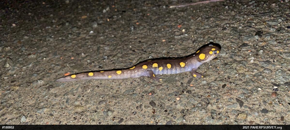Spotted Salamander