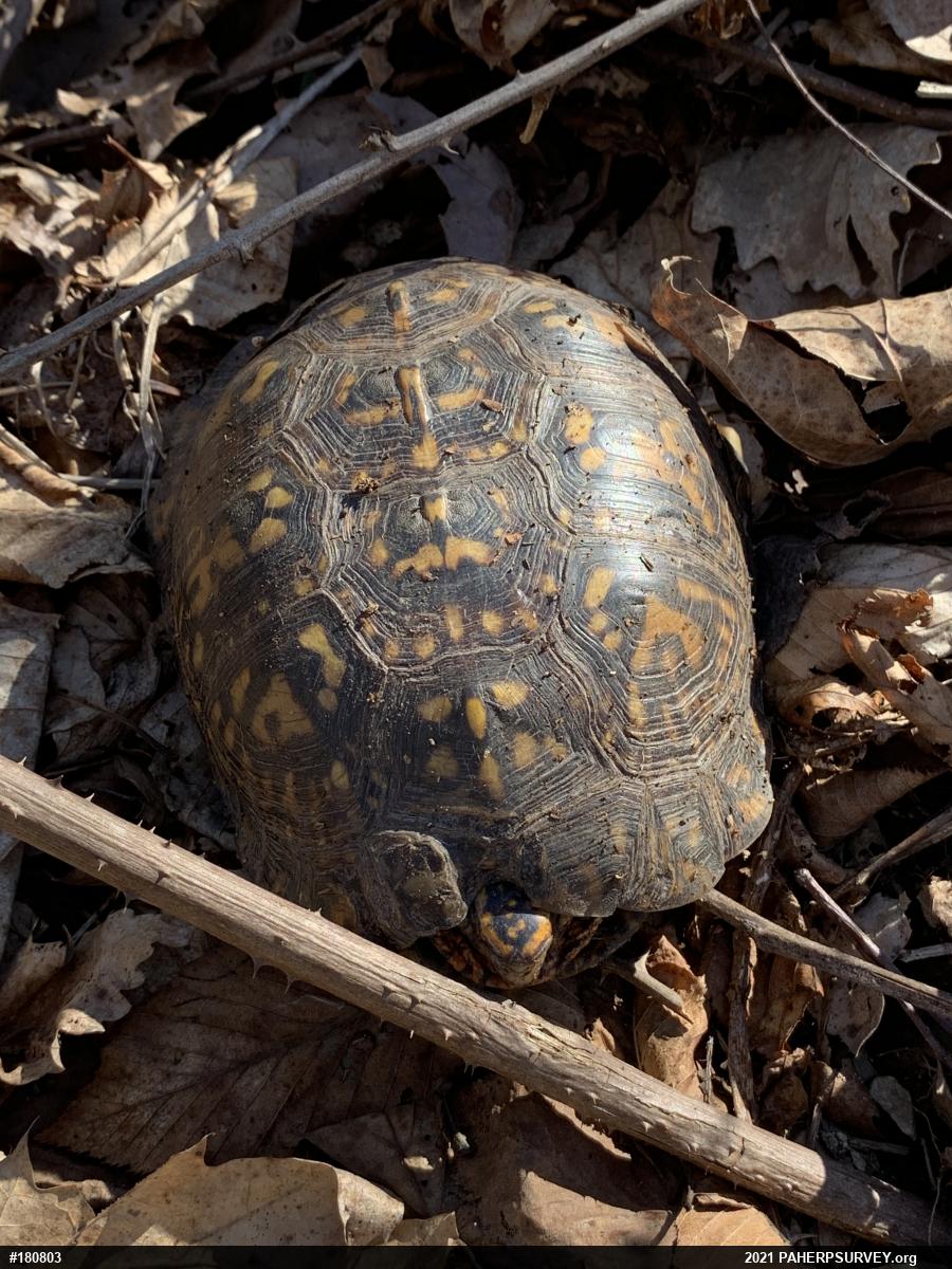 Eastern Box Turtle