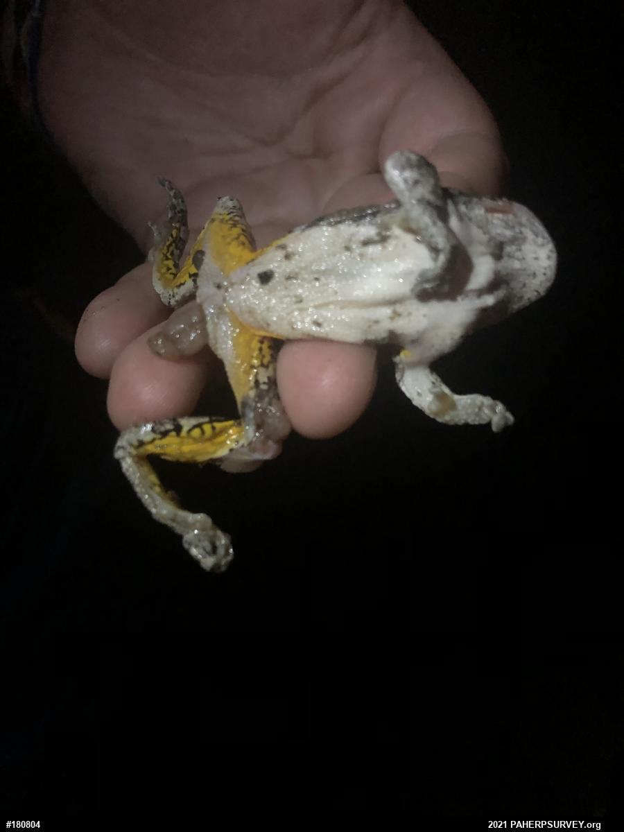 Unknown Gray Treefrog