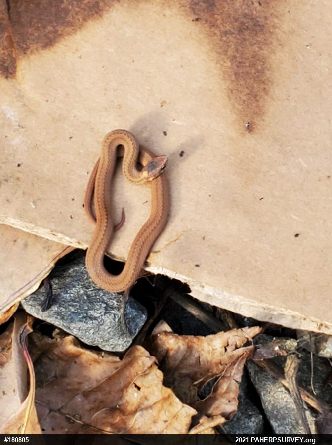 Red-bellied Snake