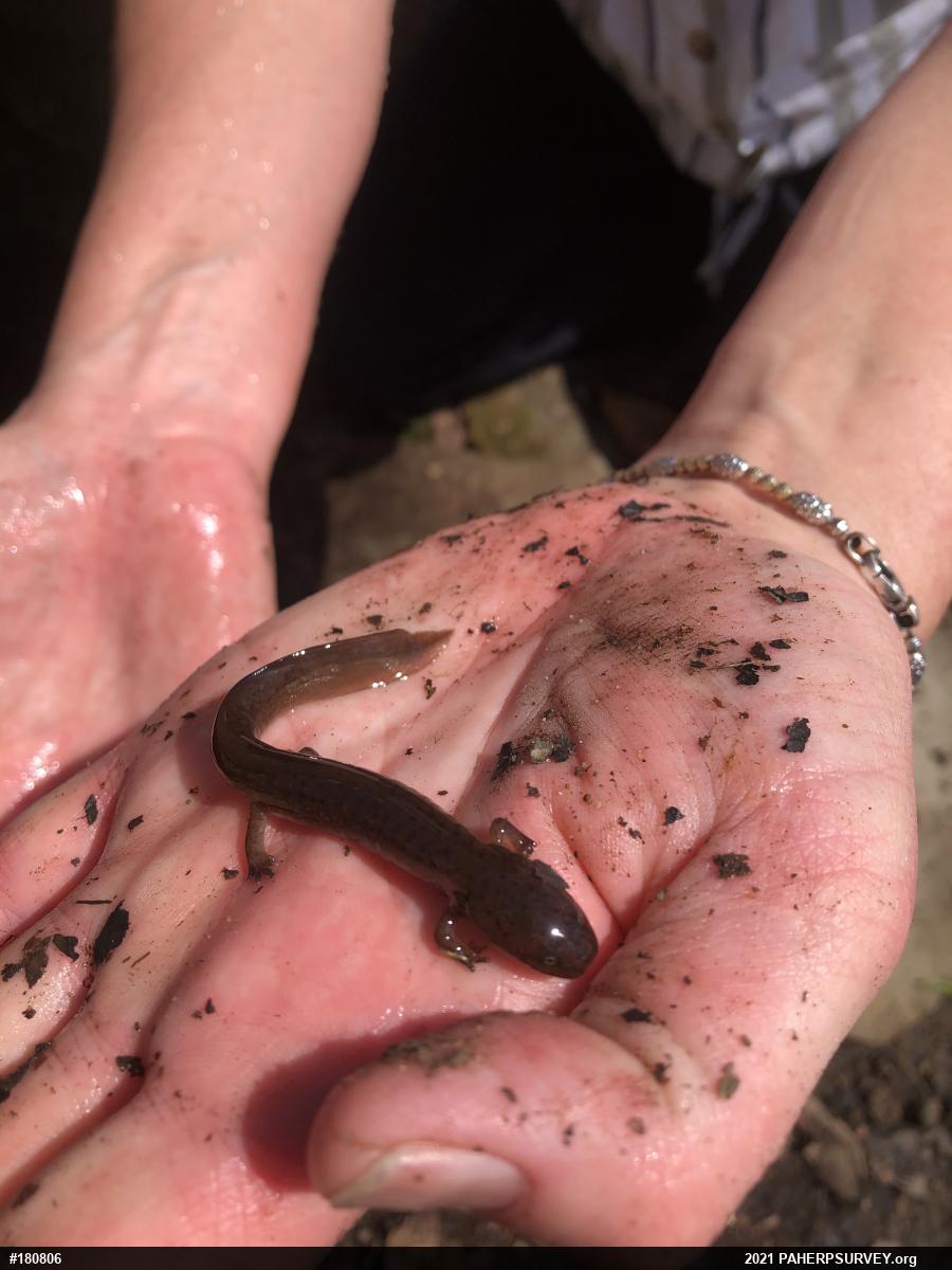 Northern Red Salamander