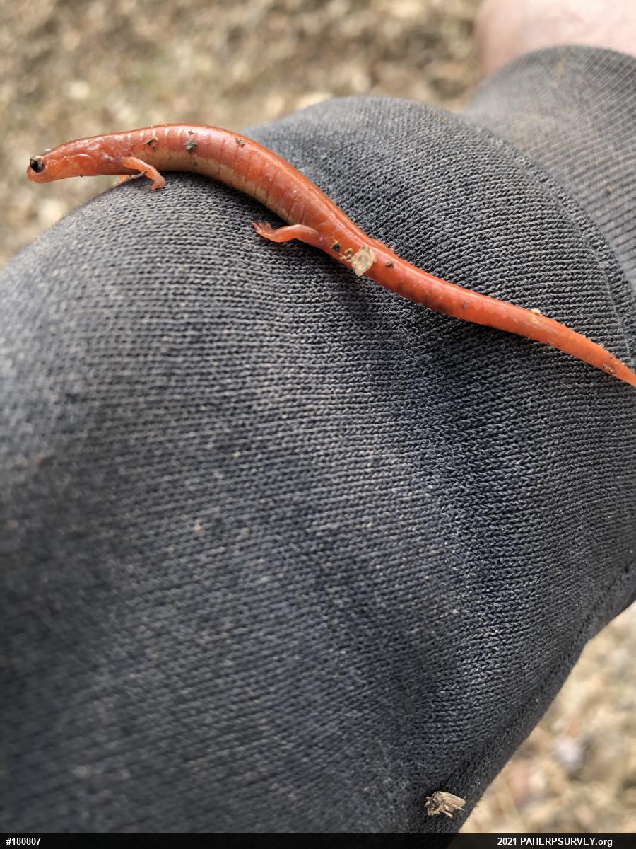 Eastern Red-backed  Salamander