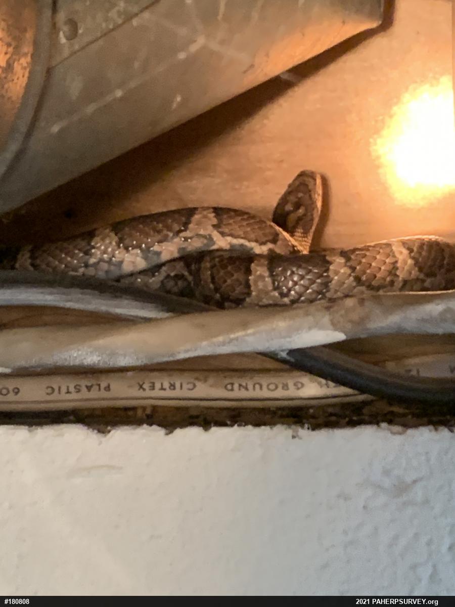 Eastern Milksnake