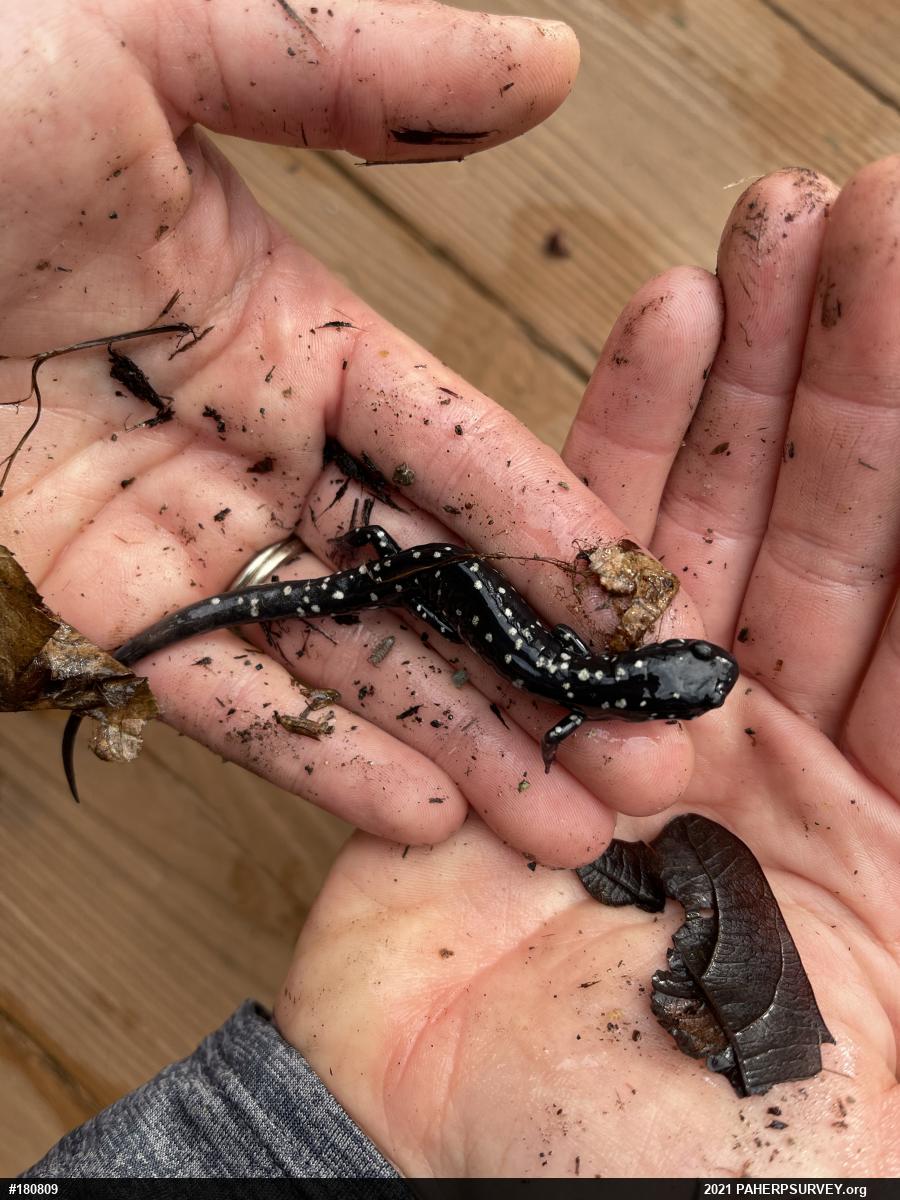 Northern Slimy Salamander