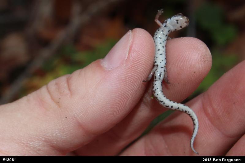 Four-toed Salamander