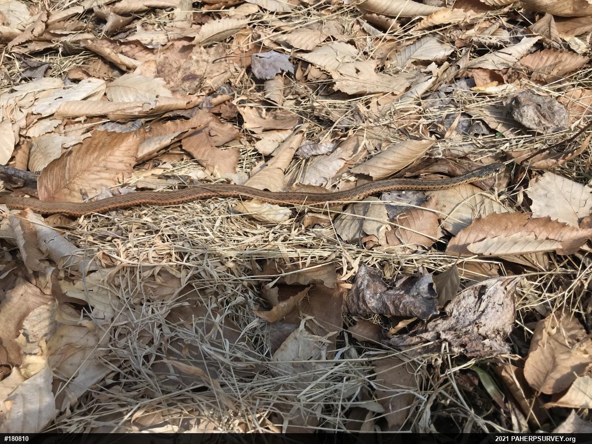 Eastern Gartersnake