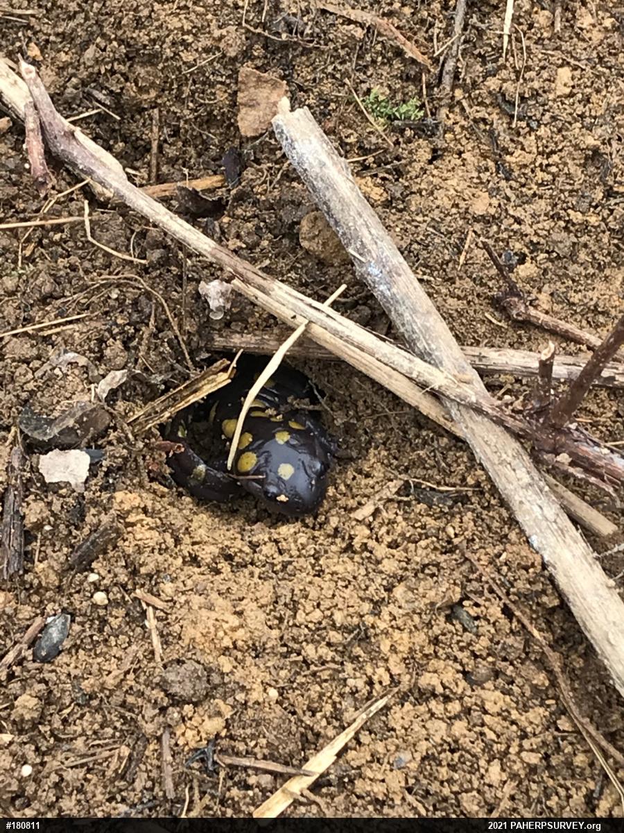 Spotted Salamander