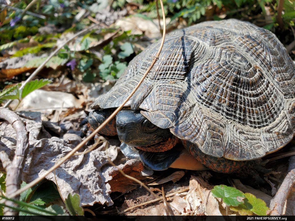 Wood Turtle