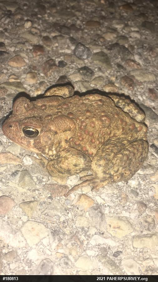 Eastern American Toad