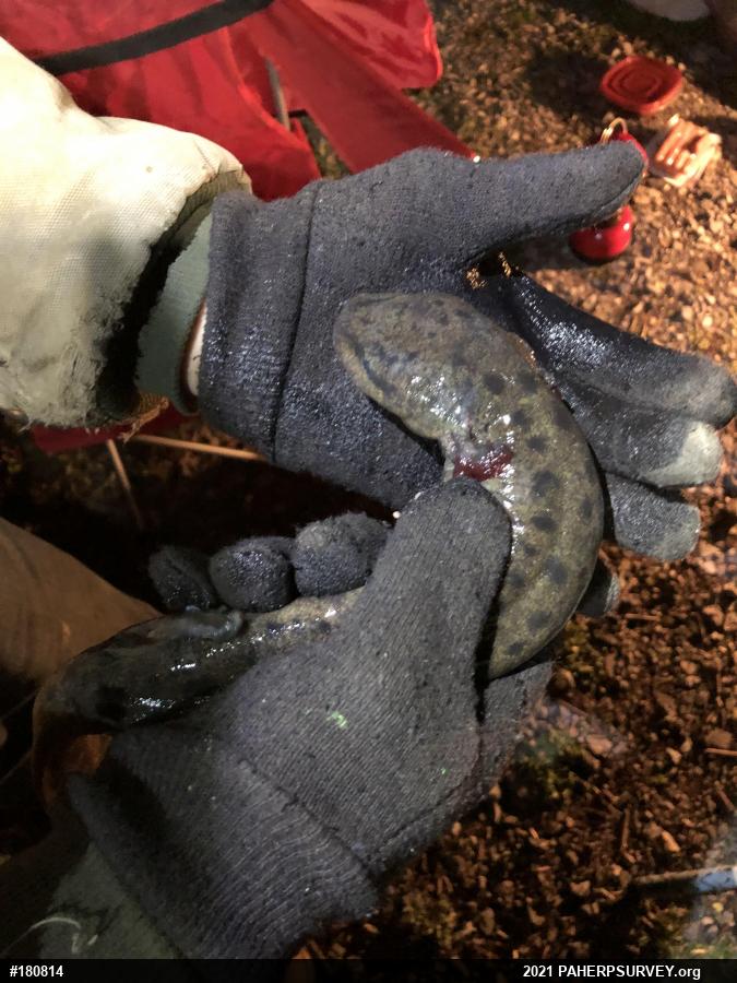Common Mudpuppy
