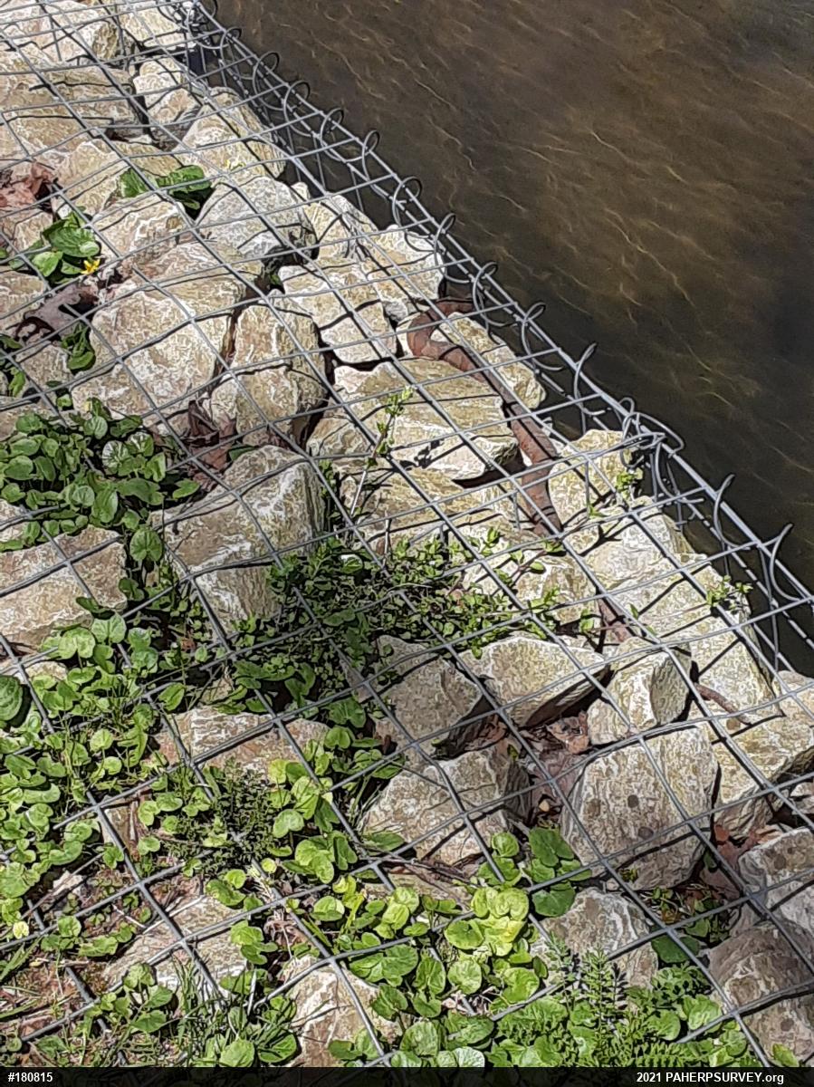 Northern Watersnake