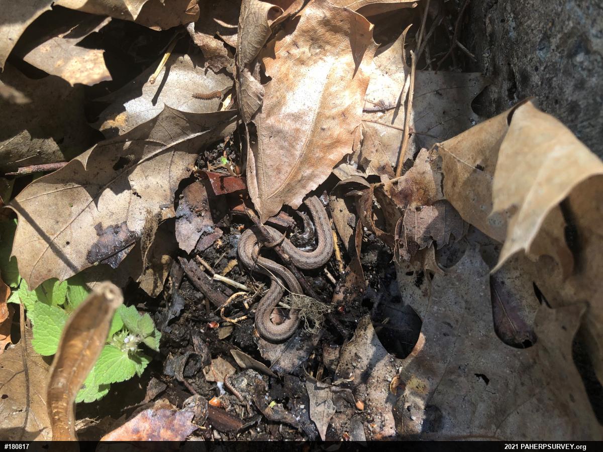 Dekay's Brownsnake