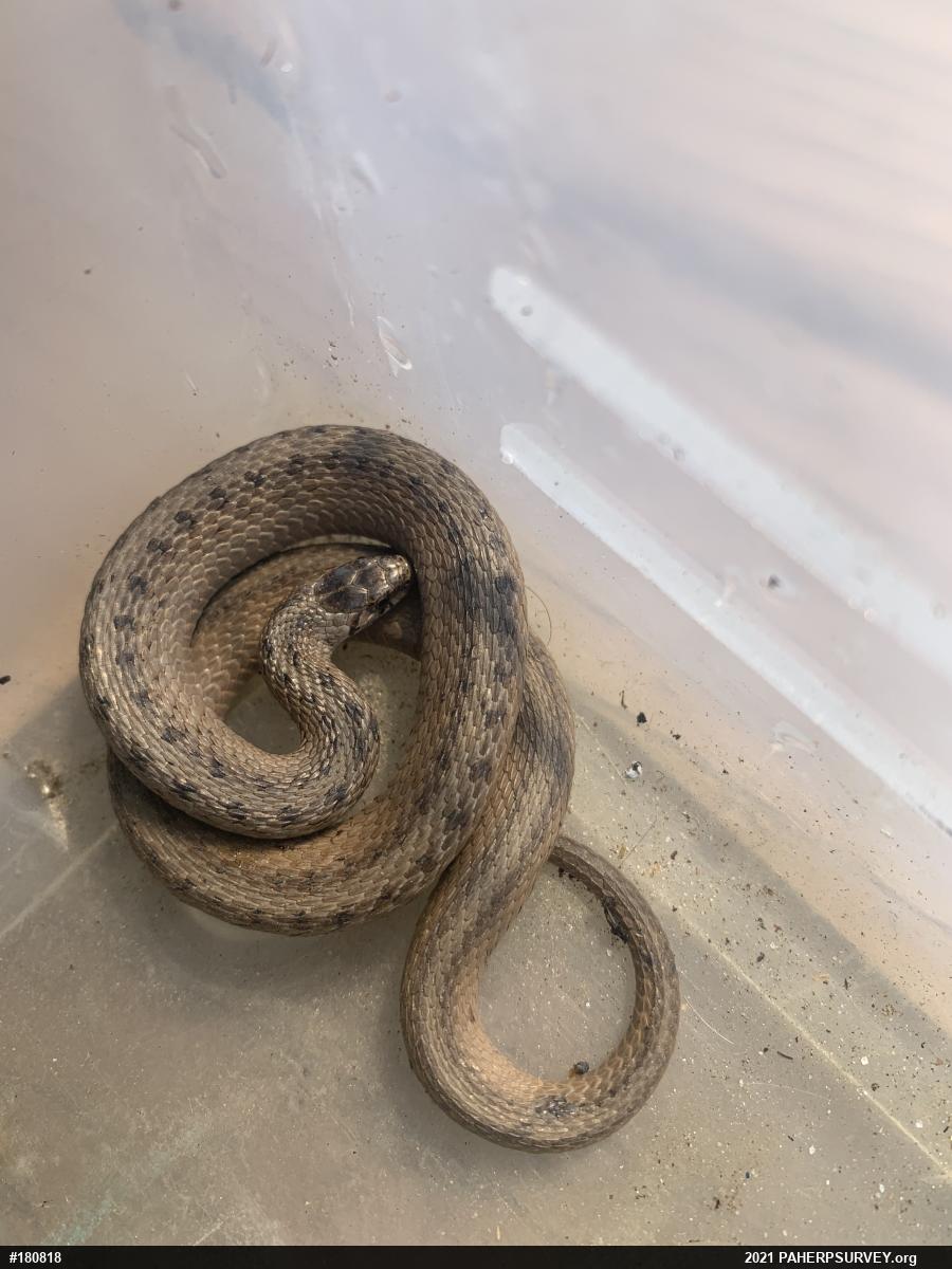 Dekay's Brownsnake