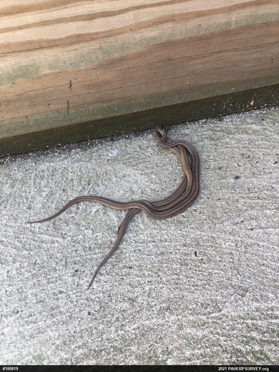 Dekay's Brownsnake