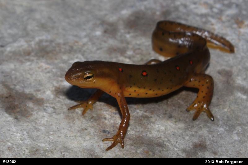 Red-spotted Newt