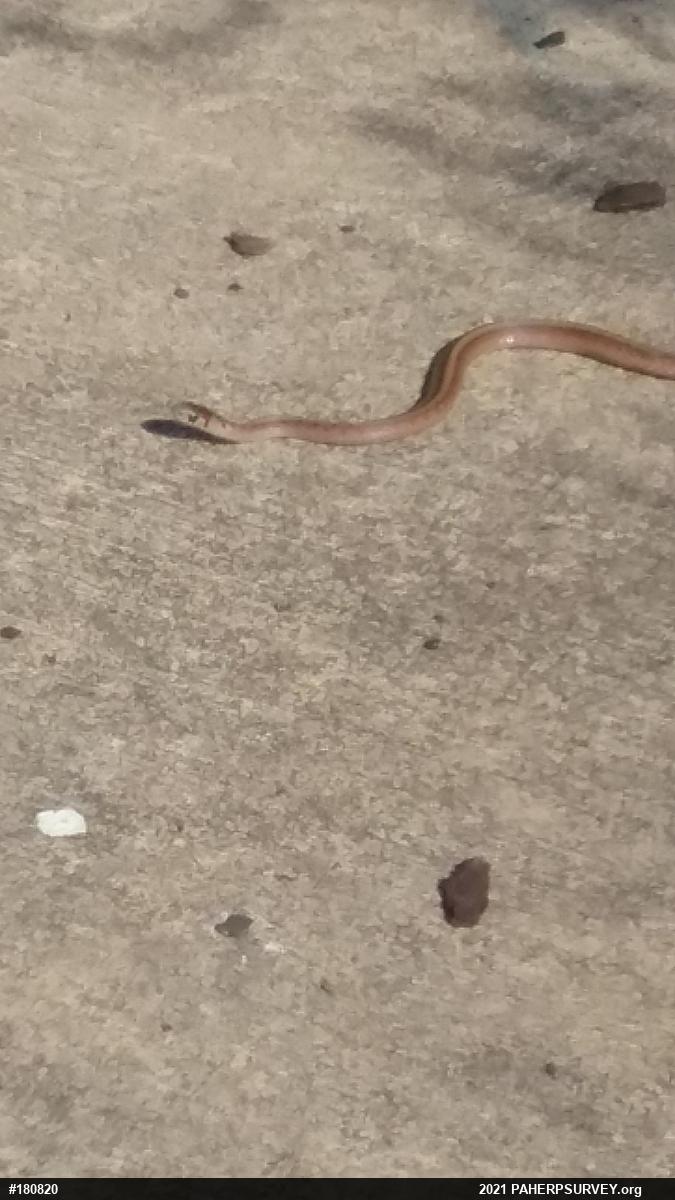 Dekay's Brownsnake