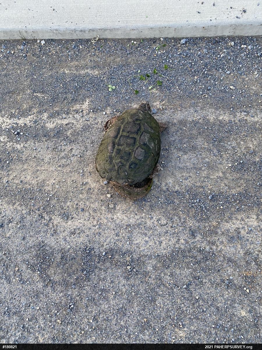 Snapping Turtle