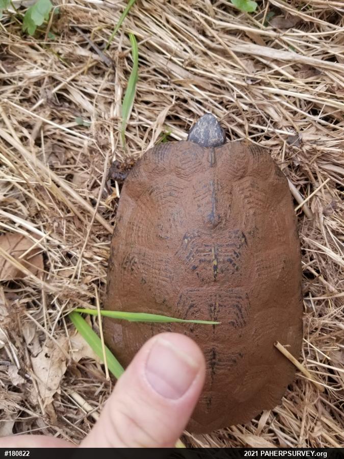 Wood Turtle