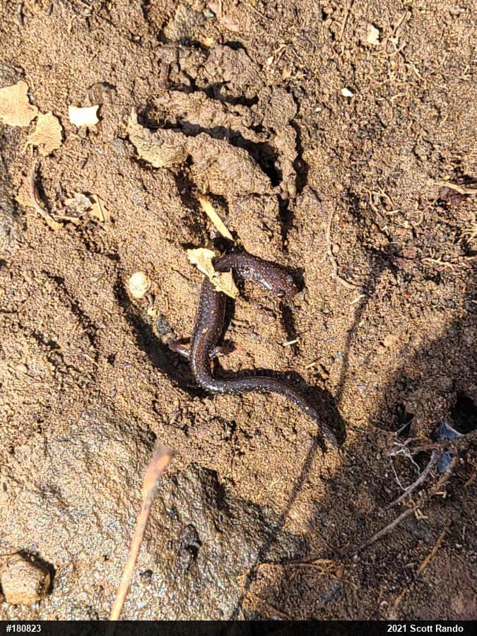 Eastern Red-backed  Salamander
