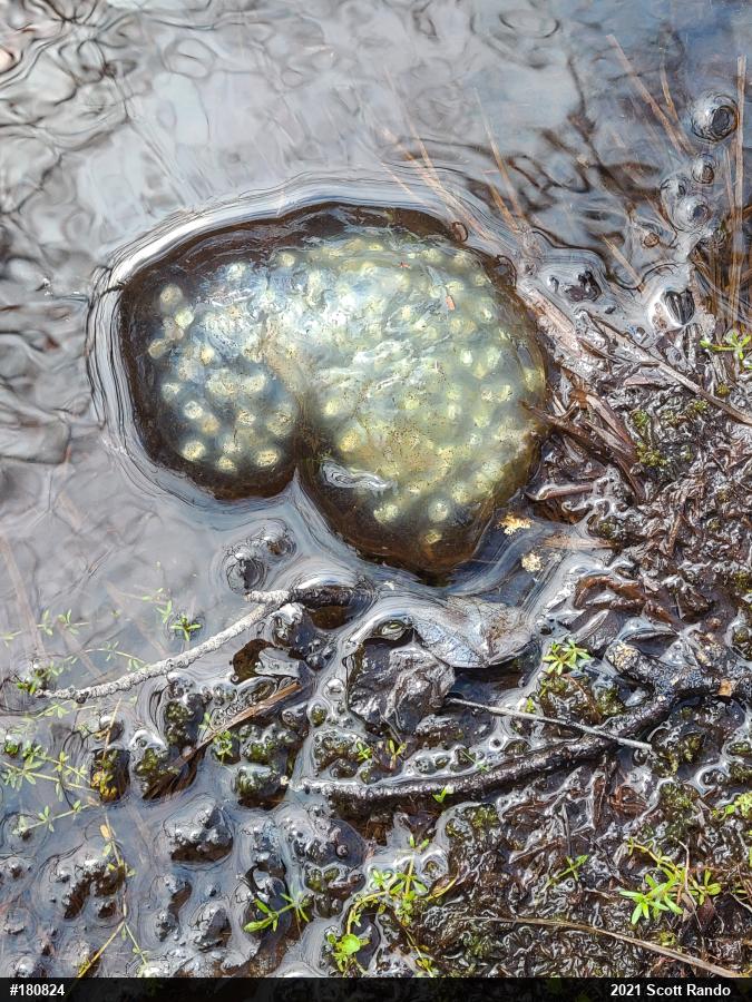 Spotted Salamander