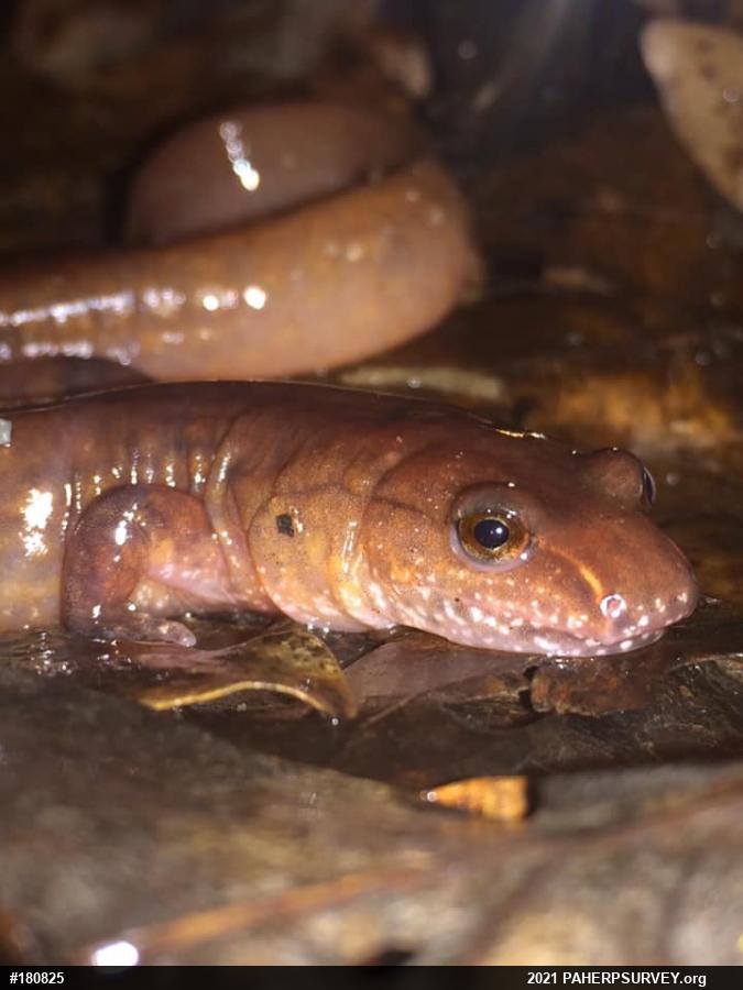 Northern Spring Salamander