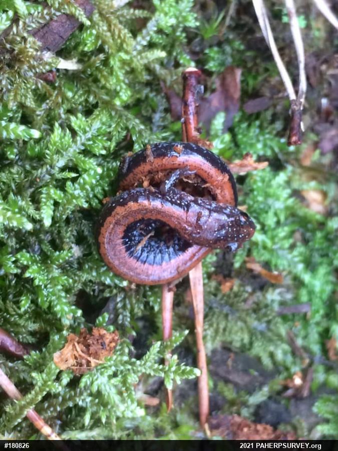 Eastern Red-backed  Salamander