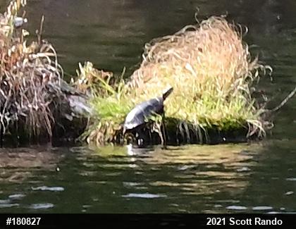 Painted Turtle