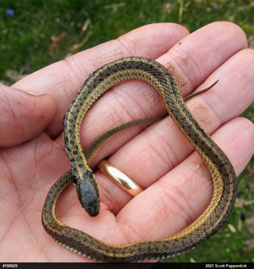 Eastern Gartersnake