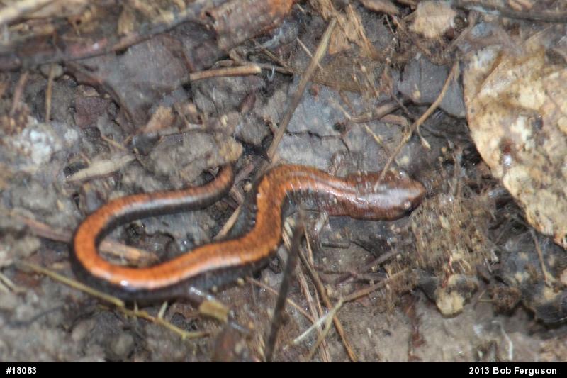 Eastern Red-backed  Salamander