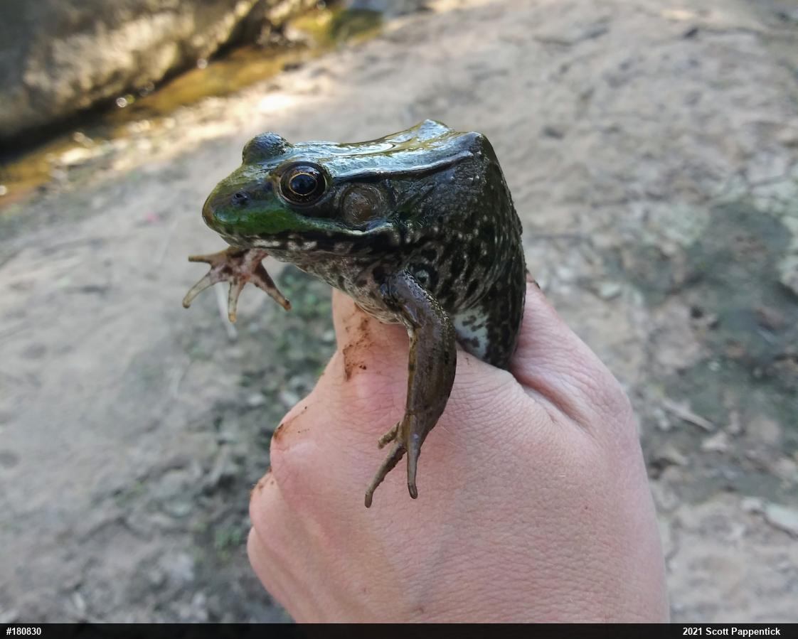 Green Frog