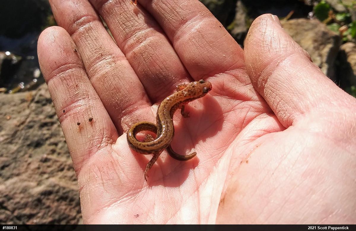 Northern Two-lined Salamander
