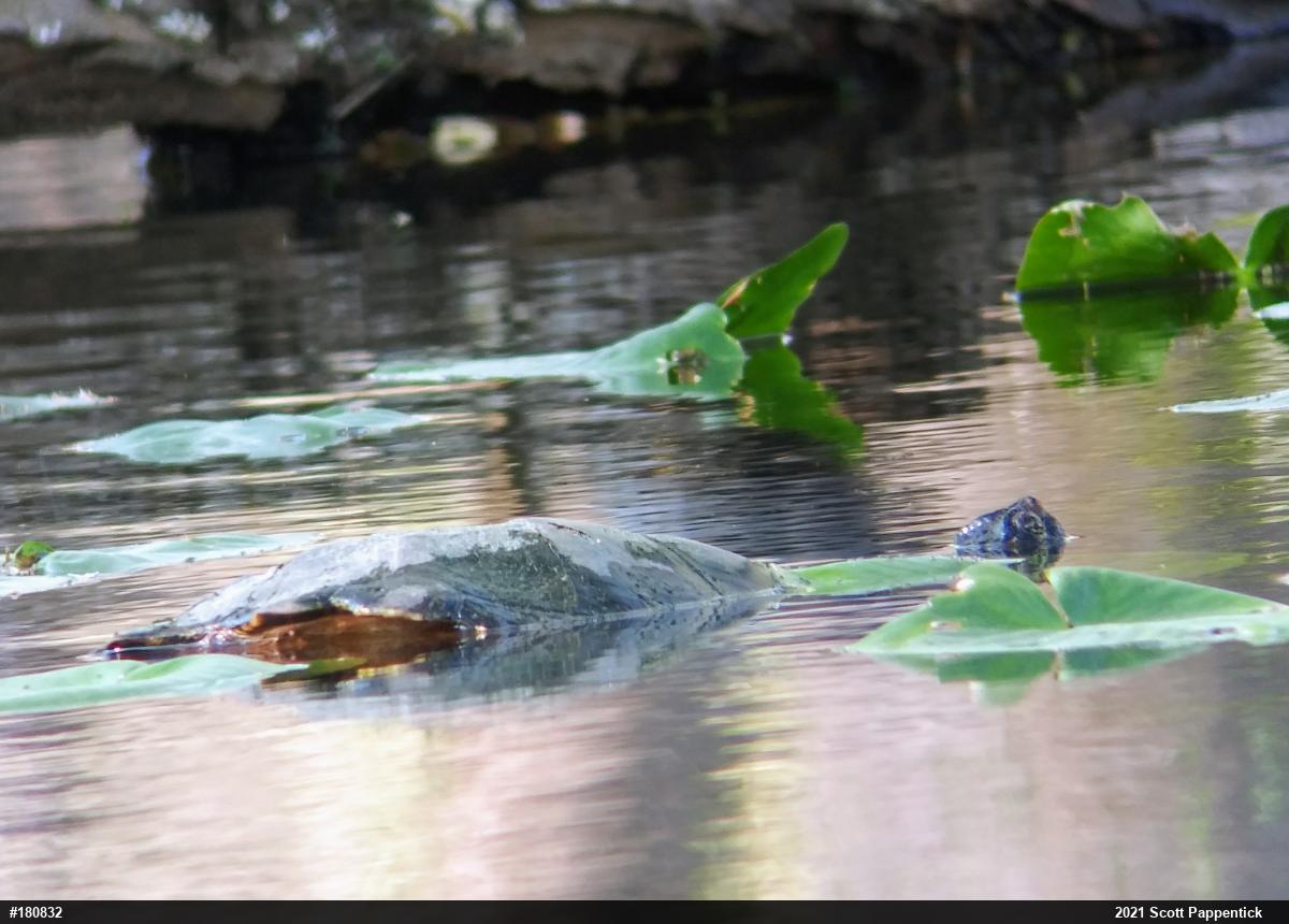 Snapping Turtle