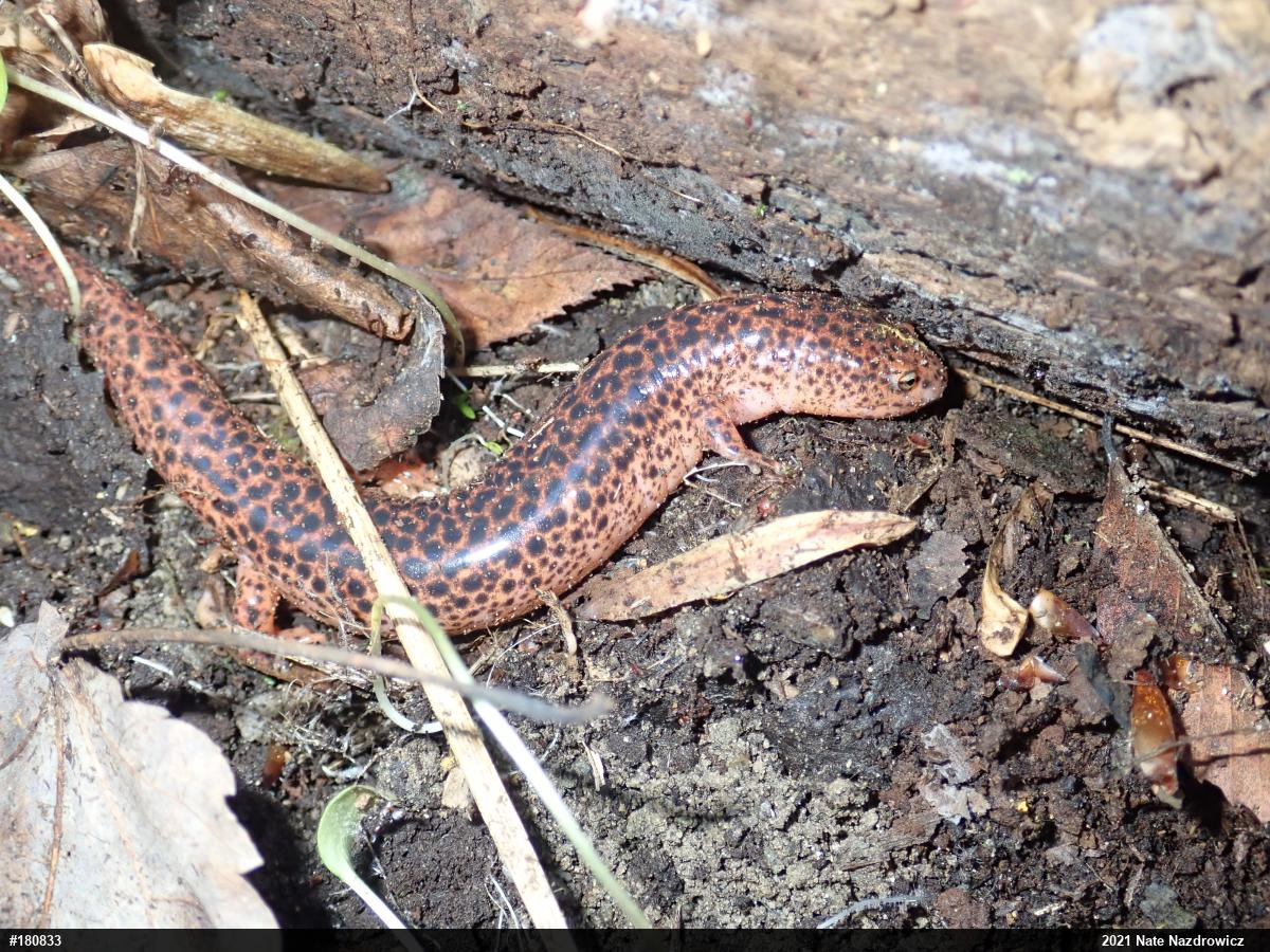 Northern Red Salamander