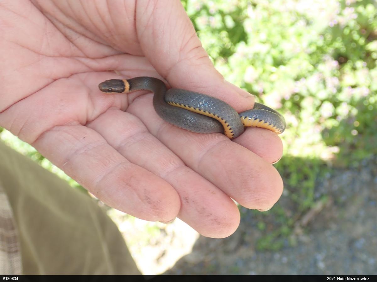 Northern Ring-necked Snake